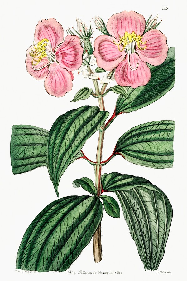 Starry osbeckia Edwards’s Botanical Register | Free Photo Illustration ...