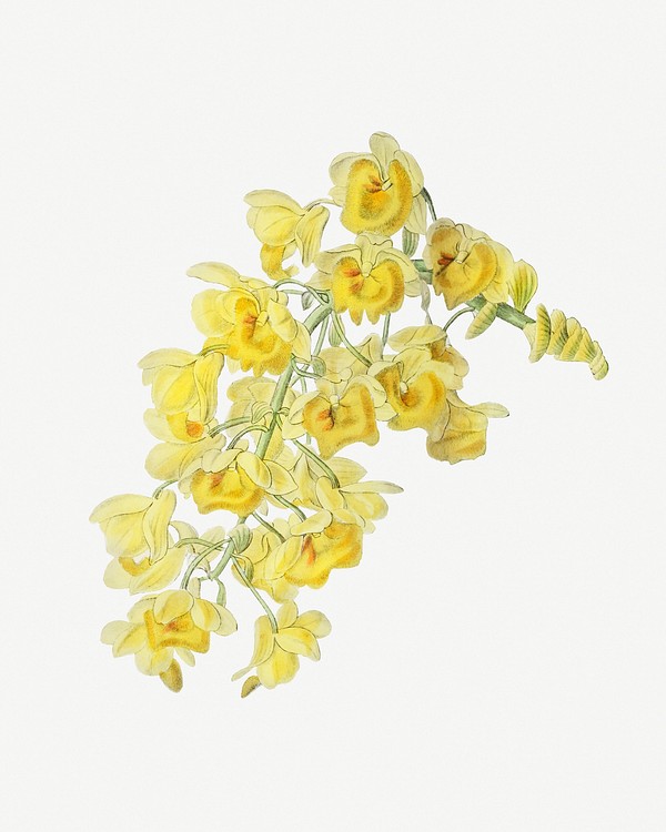 Dendrobium orchid psd tropical florl | Free PSD Illustration - rawpixel