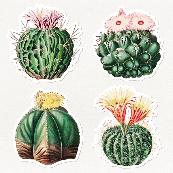 Vintage cactus sticker collection | Premium PSD - rawpixel