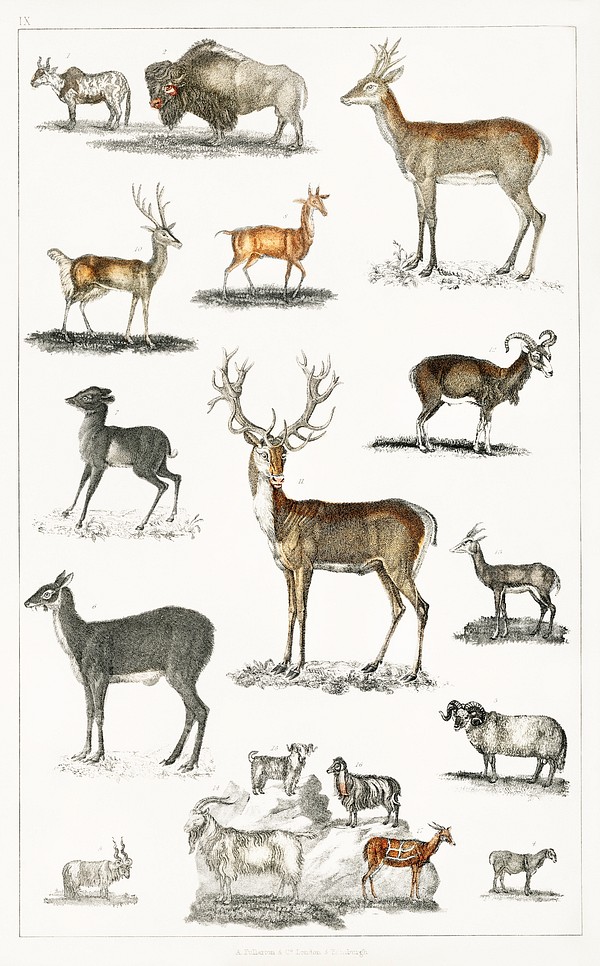 Collection animal antlers. Digitally enhanced | Free Photo Illustration ...