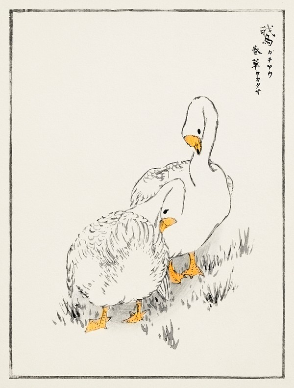 Duck and Young Grass illustration. | Free Photo Illustration - rawpixel