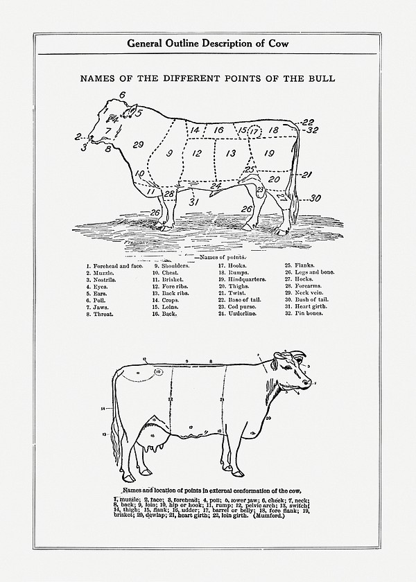 Vintage cow anatomy drawing. Digitally | Free Photo Illustration - rawpixel