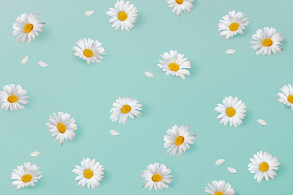 White daisies pattern background, botanical | Premium PSD - rawpixel