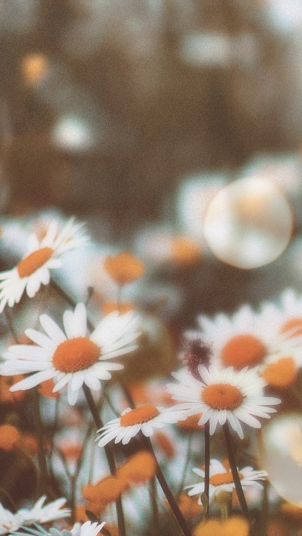 Aesthetic flowers mobile wallpaper, floral | Premium Photo - rawpixel