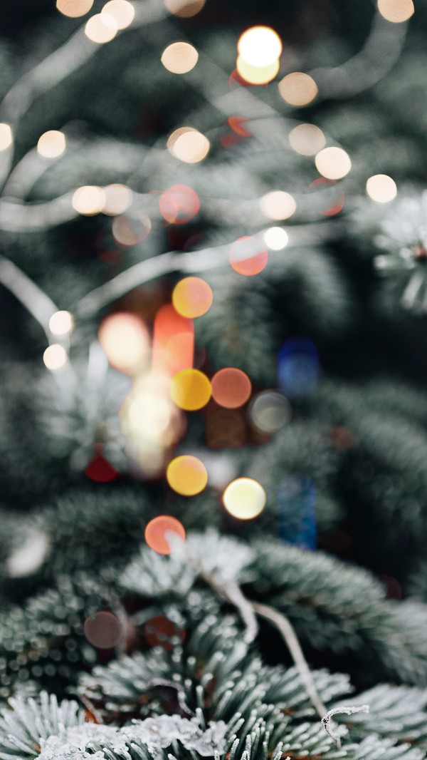 Closeup spruce covered snow | Premium Photo - rawpixel