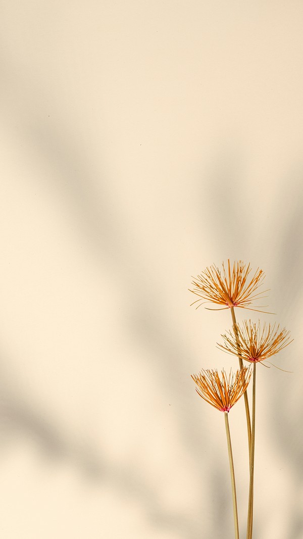 Dried Papyrus branches wall | Premium PSD - rawpixel