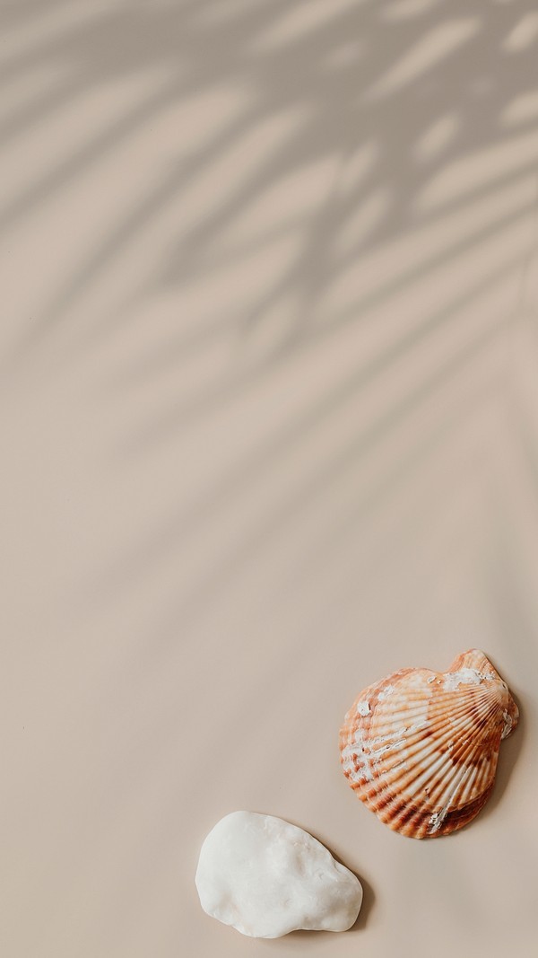 Natural seashell on beige background | Premium PSD - rawpixel