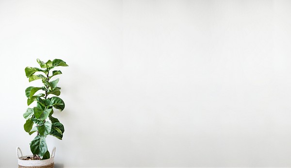 White empty room plant wall | Premium PSD Mockup - rawpixel