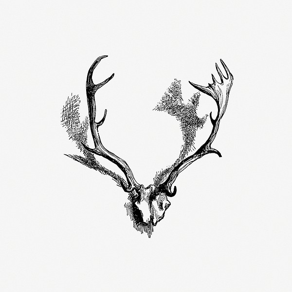 Deer skull with horns from Favourite | Free Photo Illustration - rawpixel