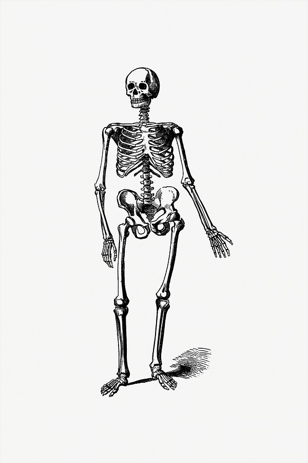 skeleton