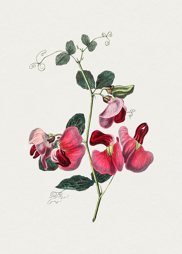 Hand drawn pink sweet pea. | Free Photo Illustration - rawpixel