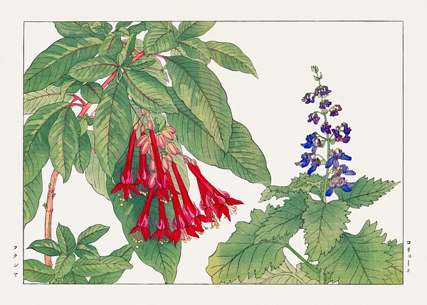 Fuchsia flower, Japanese woodblock art. | Free Photo Illustration ...