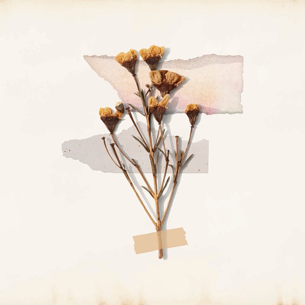 Dried flower clipart, Autumn aesthetic Premium Vector rawpixel