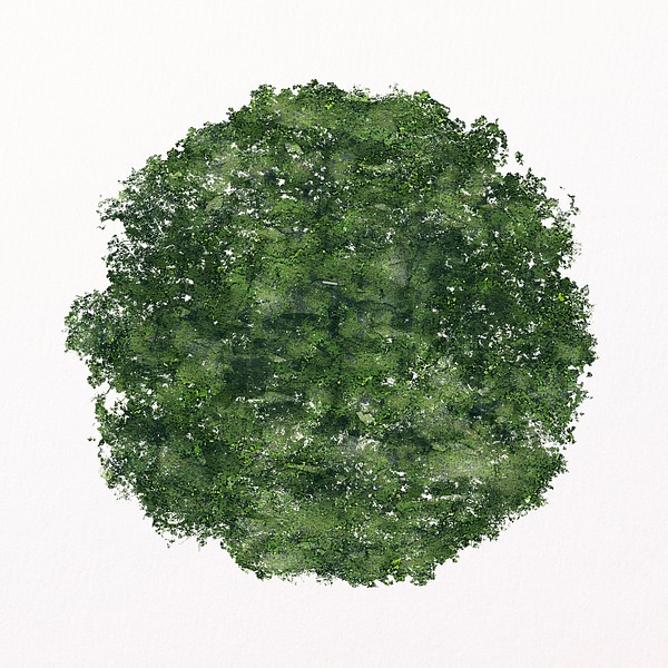 Green tree top view watercolor | Premium Photo - rawpixel