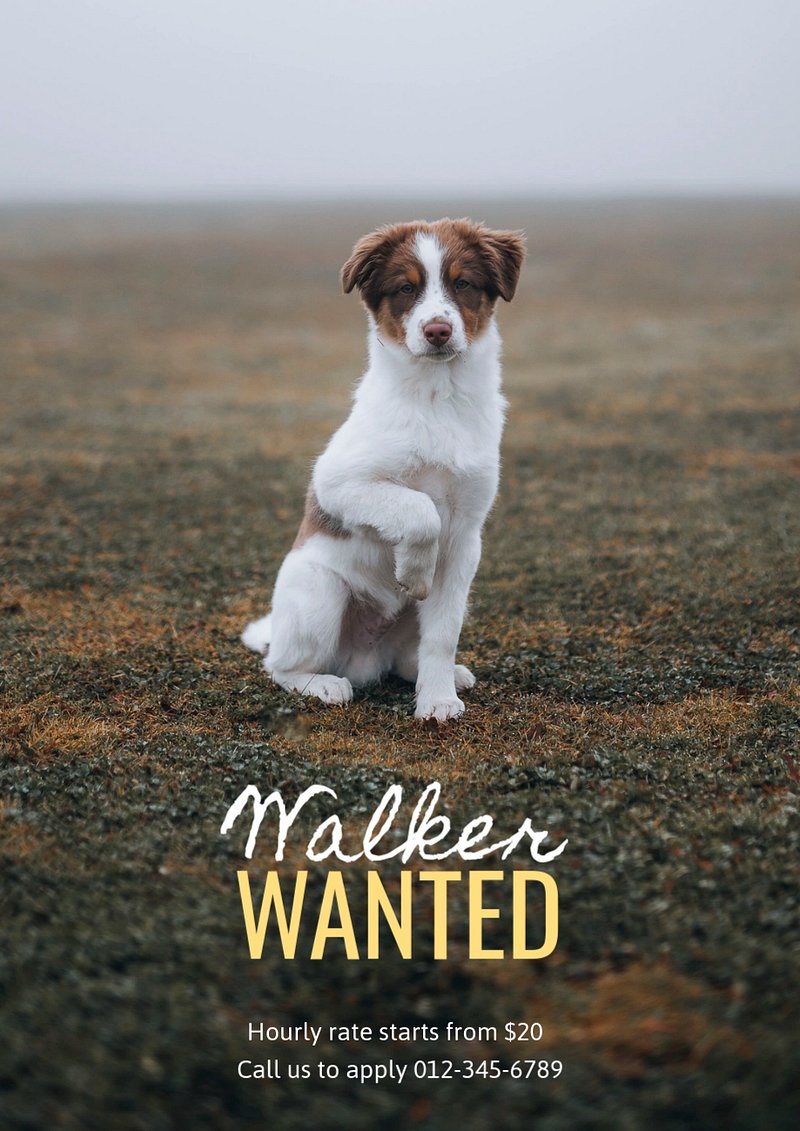 Dog deals walker wanted