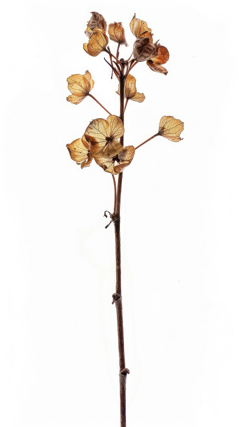 androi-wallpaper-hydrangeas-images-free-photos-png-stickers