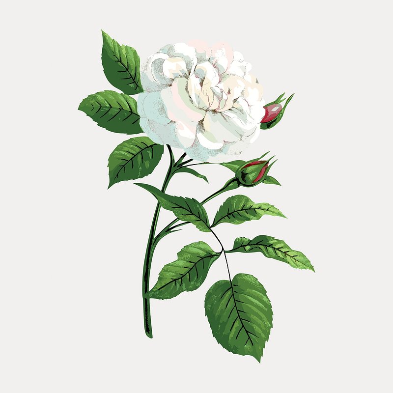 White rose French flower vintage illustration by François-Frédéric Grobon, isolated on white, vector. Remixed by rawpixel.