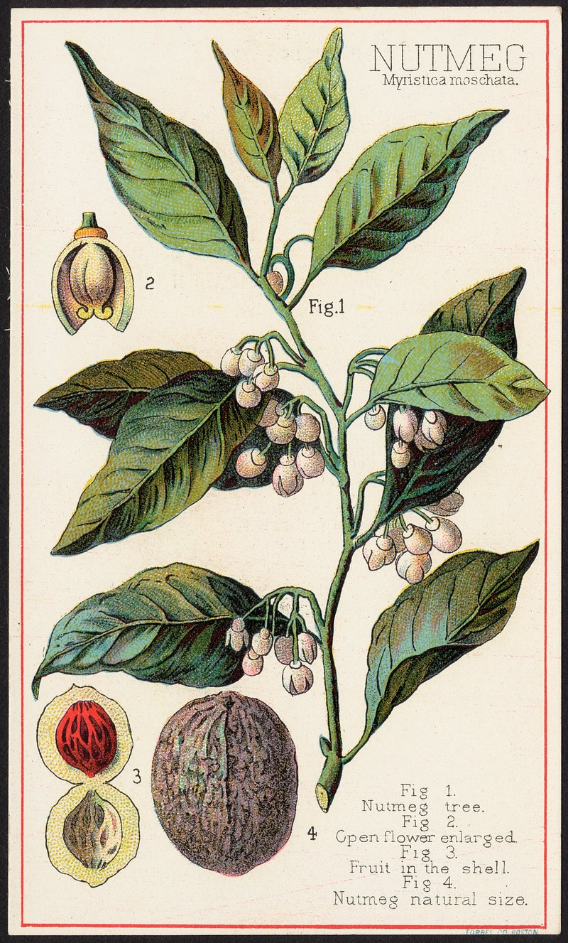 Vintage Nutmeg Plant Images | Free Photos, PNG Stickers, Wallpapers \u0026  Backgrounds - rawpixel, image size:800x1327