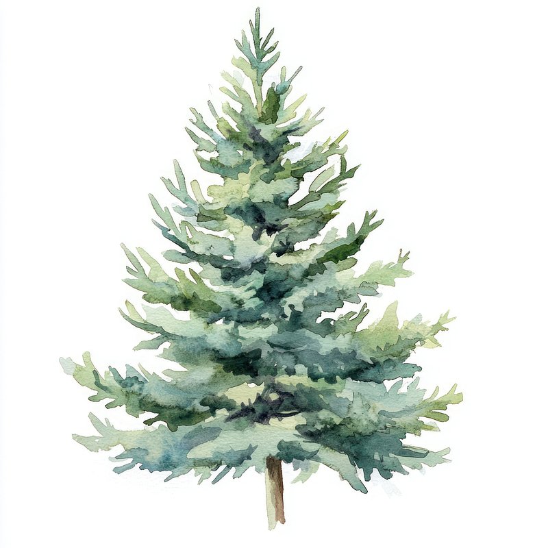 Christmas tree illustration watercolor evergreen.