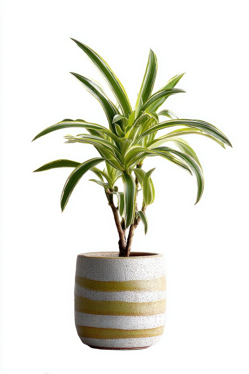 Real tall houseplant ceramic pot arecaceae.