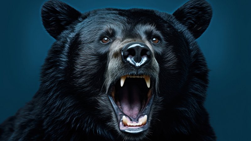 Fierce black bear portrait
