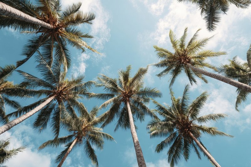 Coconut palm trees sky outdoors tropical.