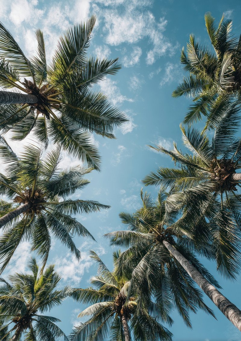 Coconut palm trees sky outdoors tropical.