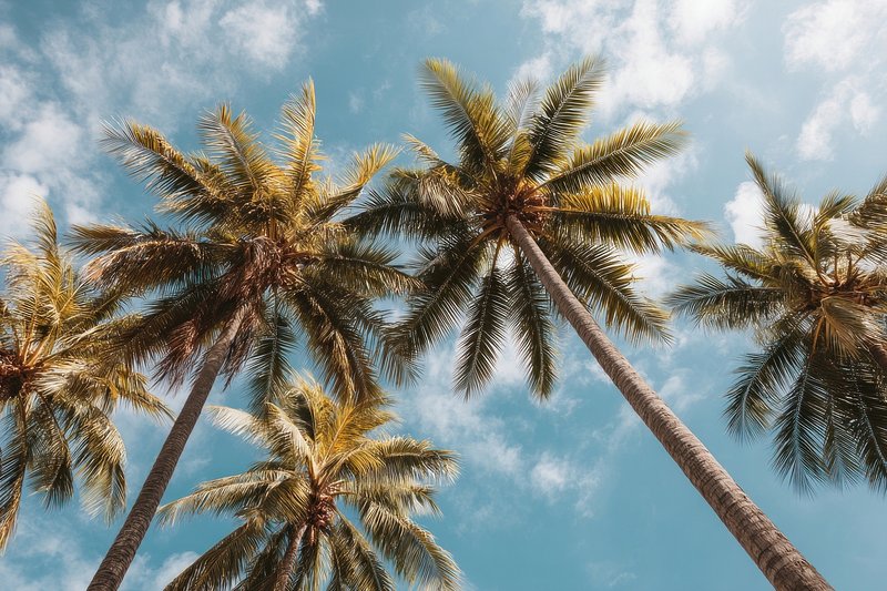 Coconut palm trees sky tropical summer.