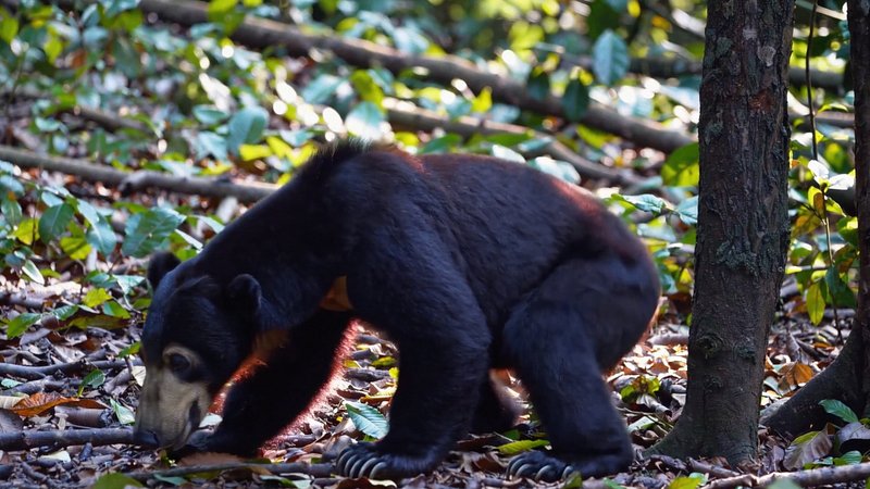 Malayan sun bear exploring forest