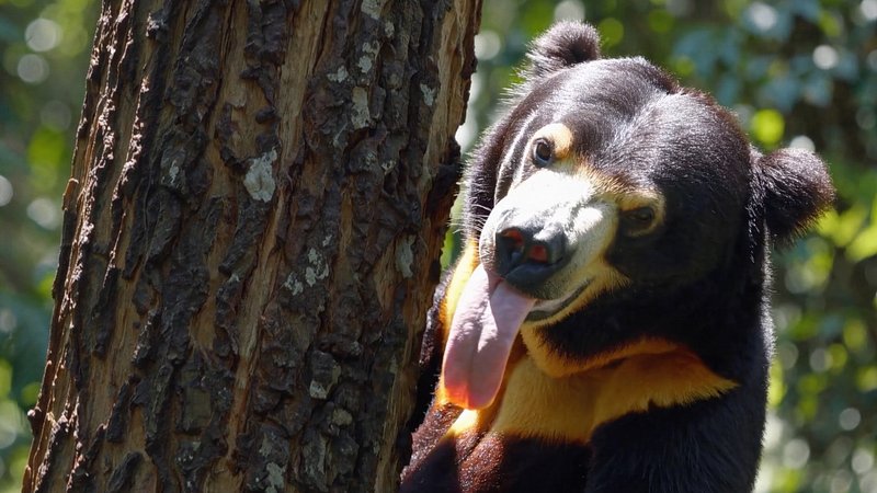 Playful bear peeking tree