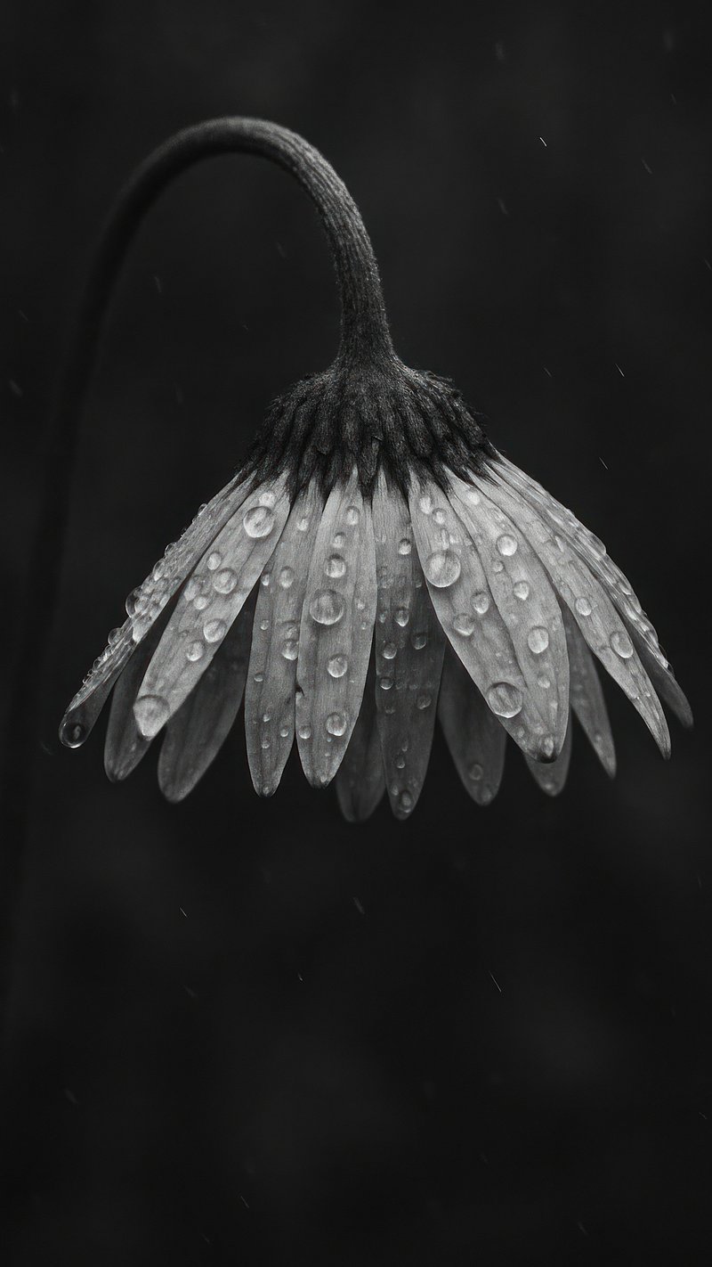 Moody black-and-white flower photography | Free Photo - rawpixel, image size:800x1422