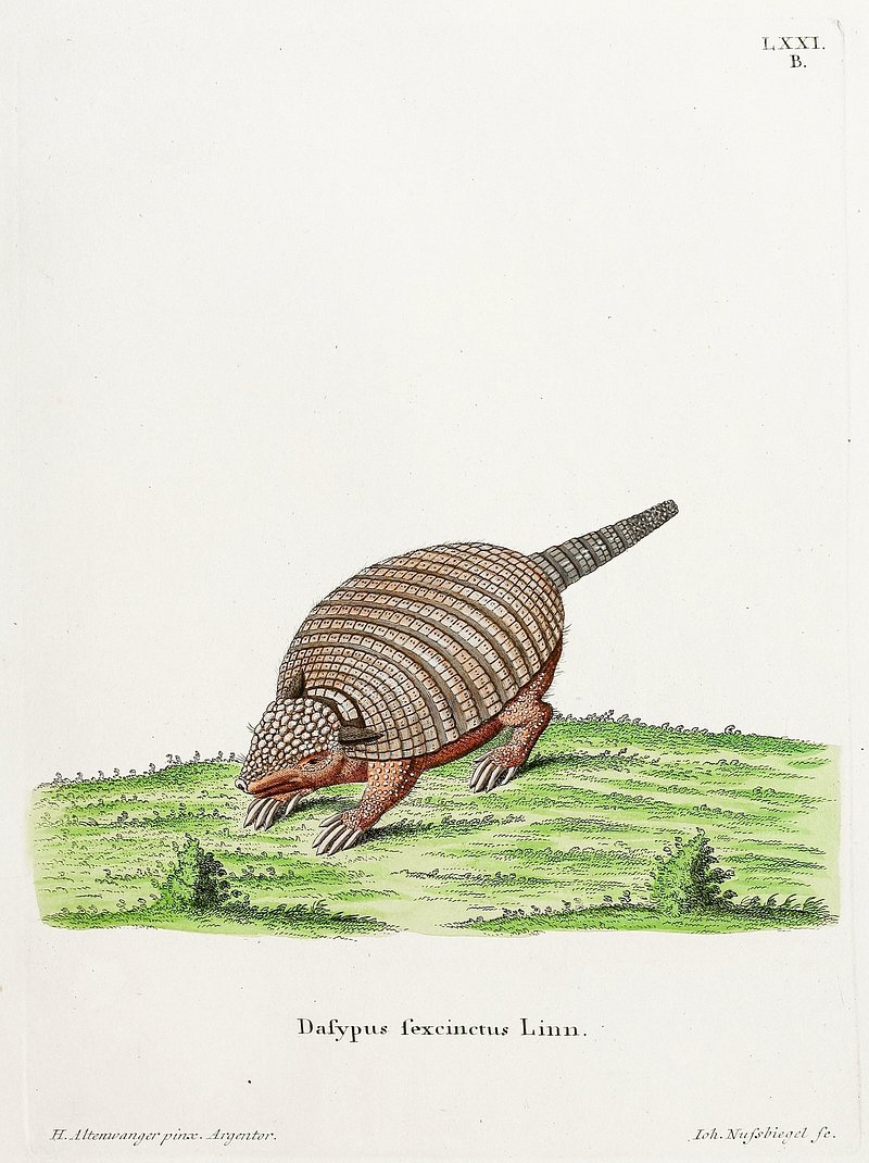 Six-banded armadillo from Die Säugthiere in Abbildungen nach der Natur (1778-1855) by Georg August Goldfuss, Johann…