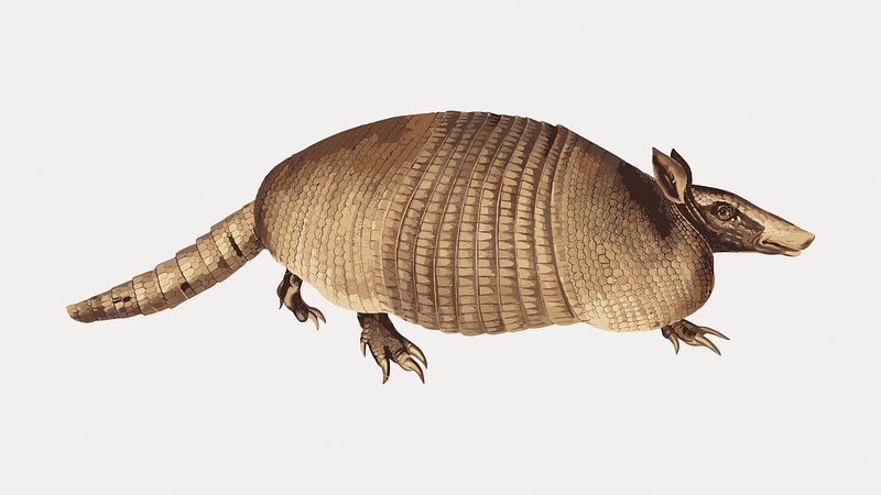 Vintage animal armadillo illustration, vector element. Remixed by rawpixel.