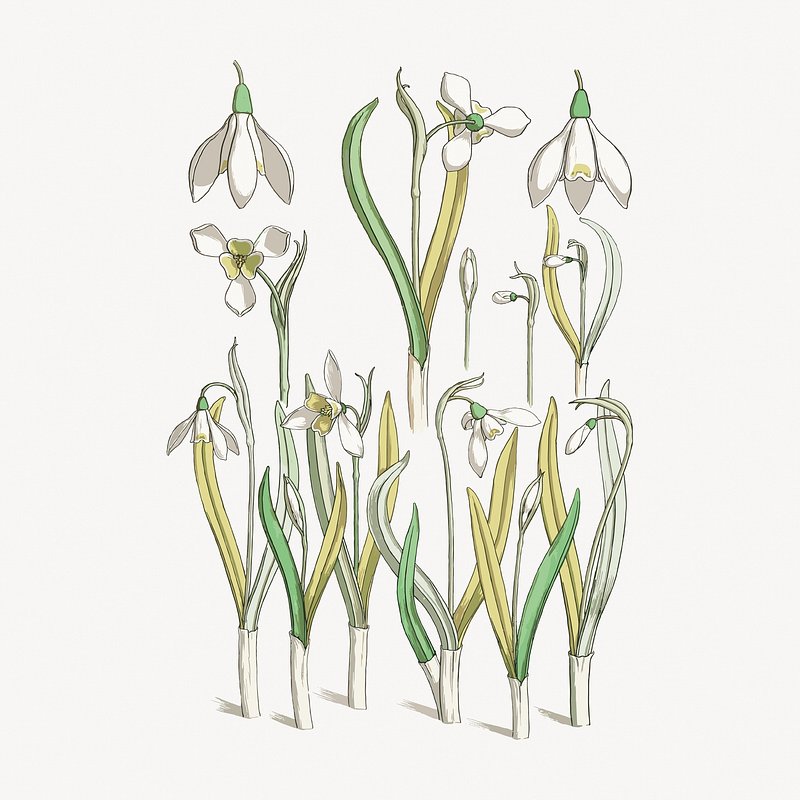 Vintage snowdrops flower parts, illustration isolated on white, vector. Remixed by rawpixel.