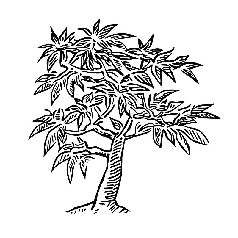 Japanese maple tree drawing art Free Photo Illustration rawpixel