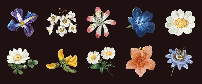 A collection of ten colorful flowers on a dark background. Includes blue, pink, white, and yellow flowers, each with unique…