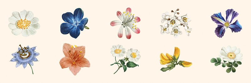 A collection of ten watercolor flower illustrations, featuring various blooms in vibrant colors like blue, pink, and yellow…