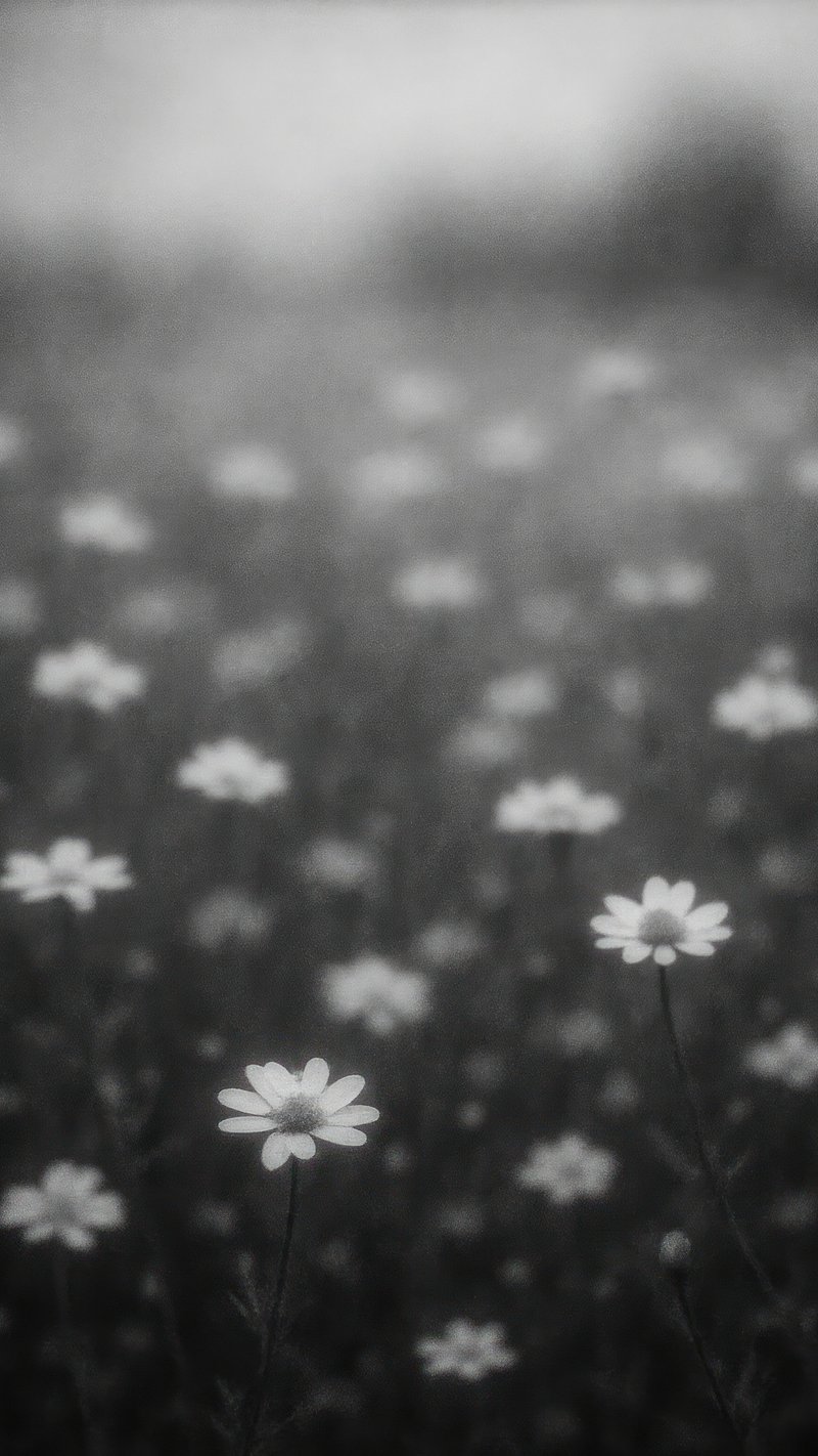 Black sunflowers Black and White Stock Photos \u0026 Images - Alamy, image size:800x1422