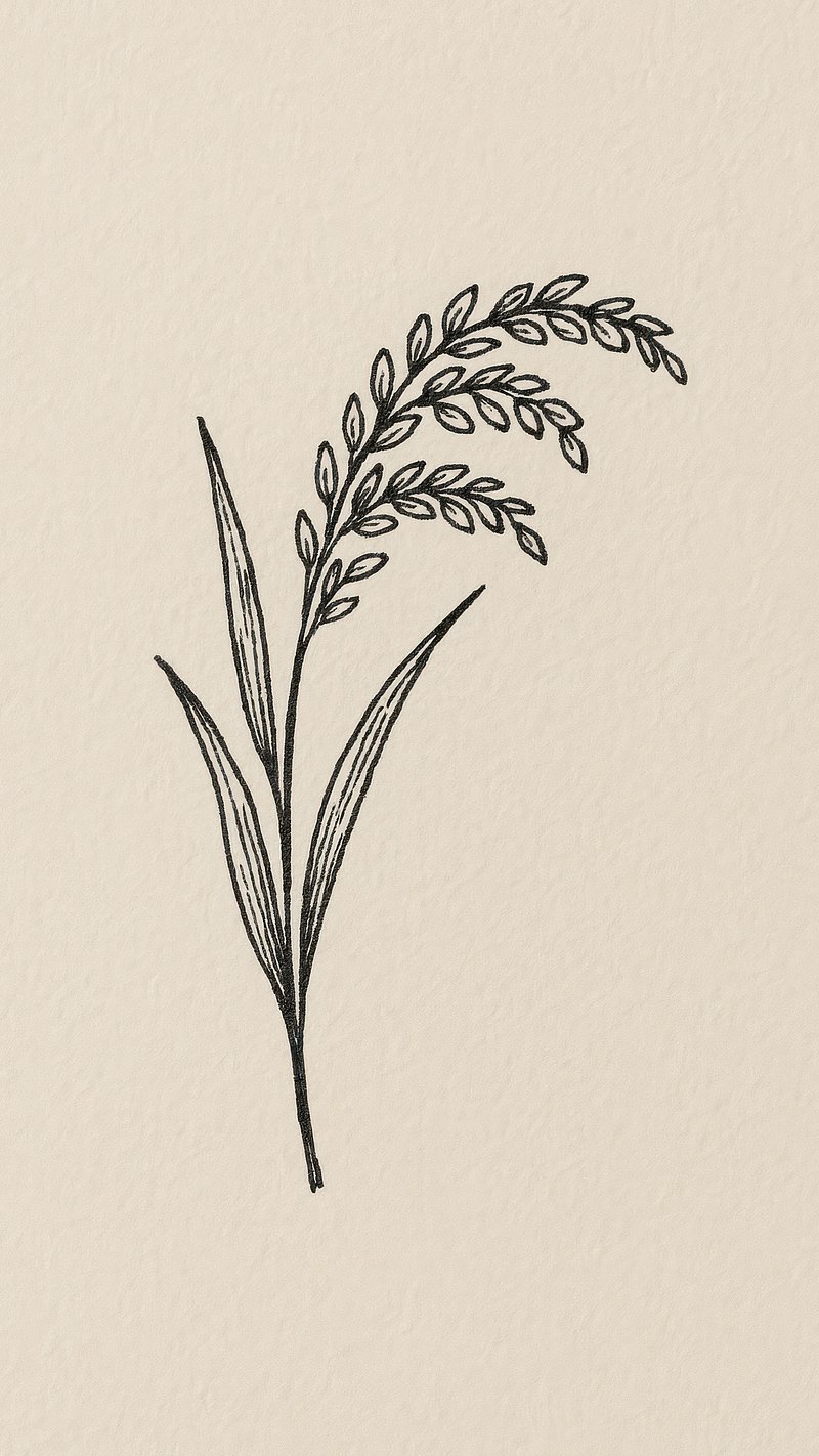 White+rice Light Background Images | Free Photos, PNG Stickers ...