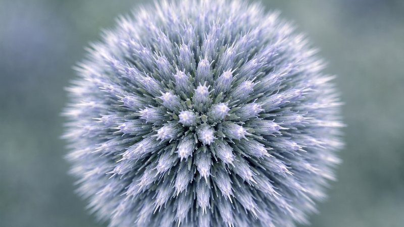 Art Showing Pattern Natural Desktop Wallpaper Images | Free Photos, PNG ...