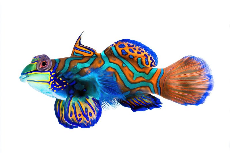 Fish Transparent Tropical Images | Free Photos, PNG Stickers ...