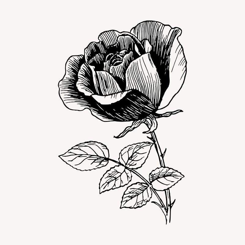 Design Stack: A Blog about Art, Design and Architecture: Black and White  Stippling Flower Drawings