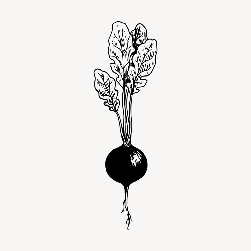 radish clip art black and white