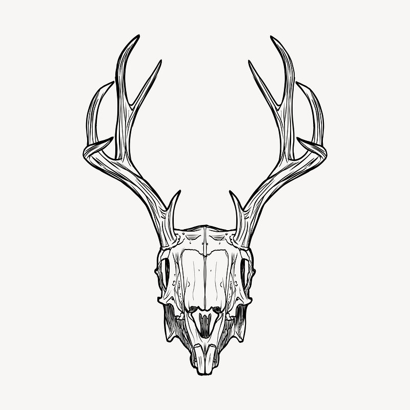 Deer skull drawing, vintage illustration | Free Vector - rawpixel