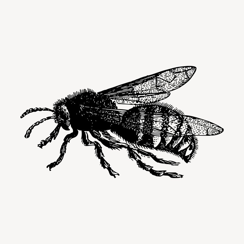 vintage queen bee drawing