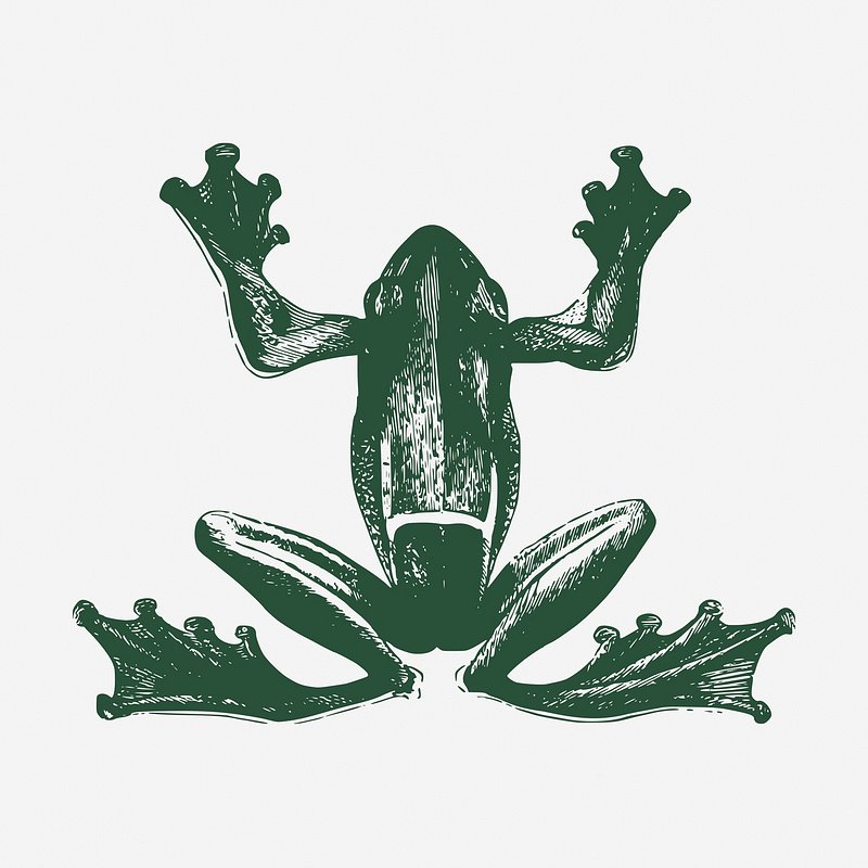 Frog Illustration Public Domain Images  Free Photos, PNG Stickers,  Wallpapers & Backgrounds - rawpixel