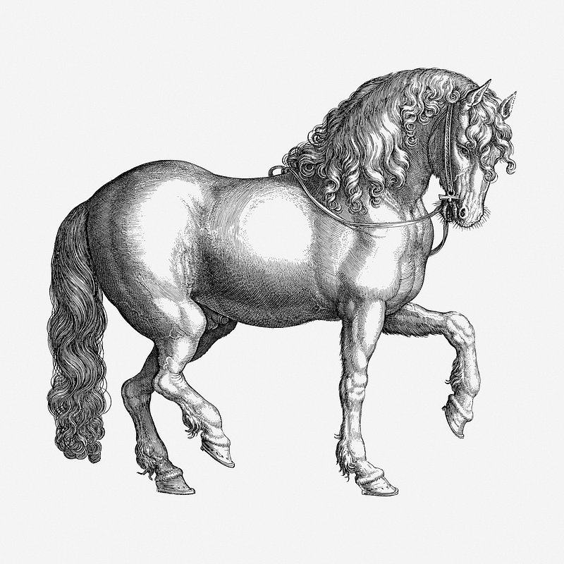 How to Draw Horses: 11 Step-by-Step Videos & Tutorials for Aspiring Equine  Artists - EmptyEasel.com