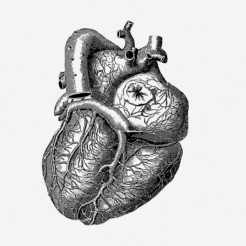 Hand draw human heart sketch Royalty Free Vector Image-saigonsouth.com.vn