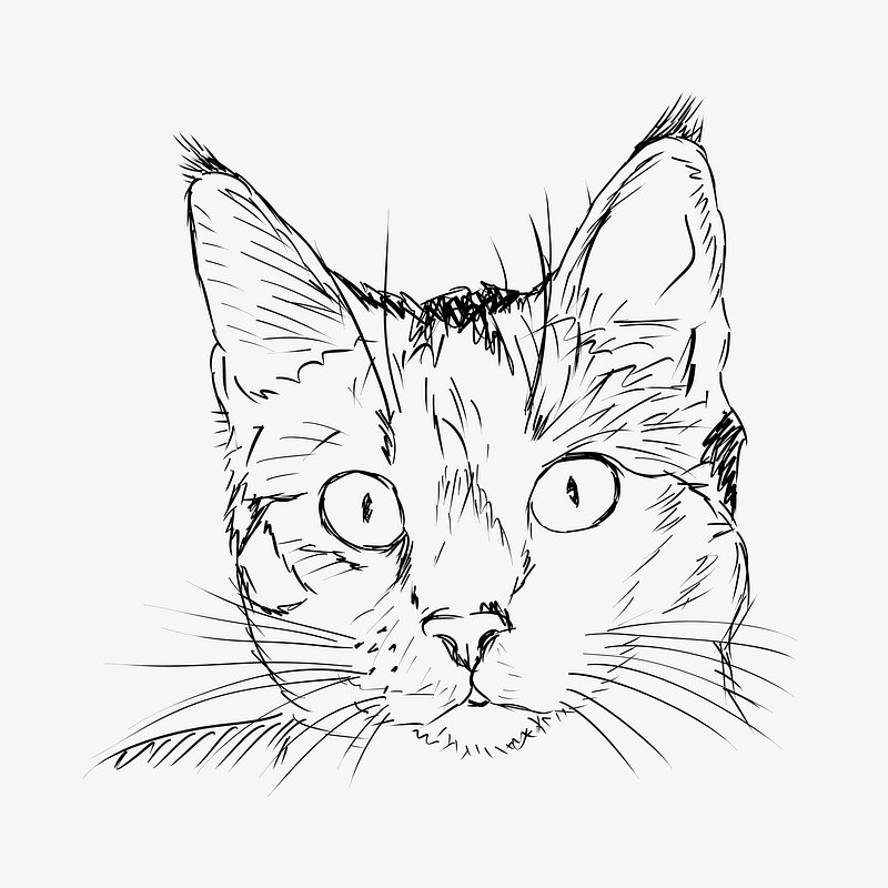 Cute Animal Gray Cat Drawing Illustration PNG Sketch Image – VinaFrog