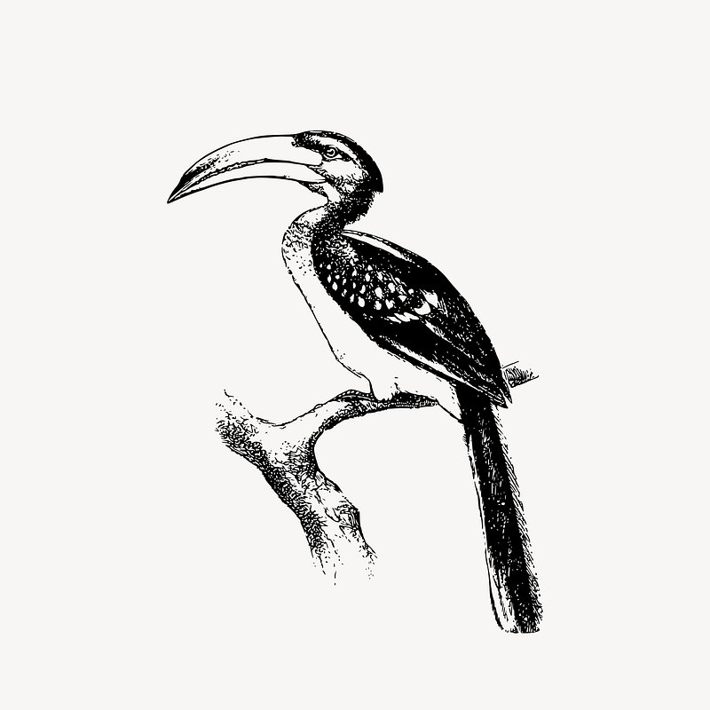 Amazon.com: Hornbill Bird Animal Drawing Nature Art Gift : Cell Phones &  Accessories